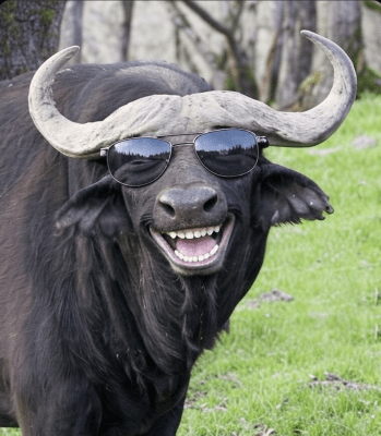 Screenshot 2025-08-08 at 12.13.06 PM